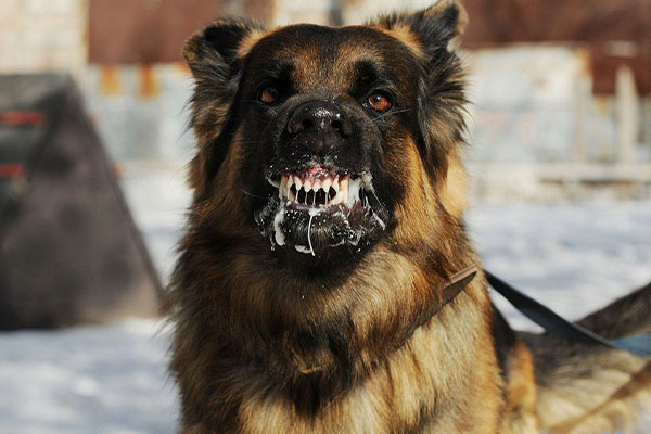 Кобринская РВС проводит бесплатную вакцинацию животных. Кобринская РВС проводит бесплатную вакцинацию животных.